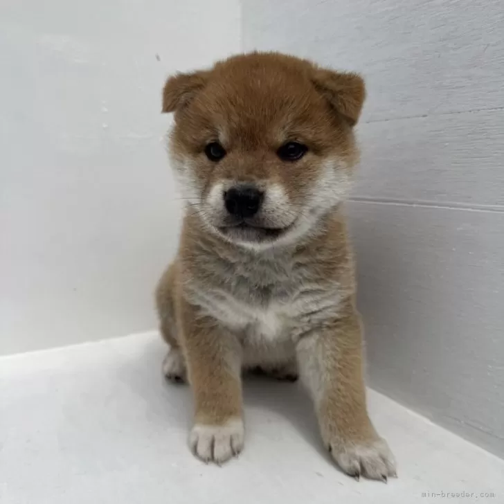 ID:2505-06202の子犬