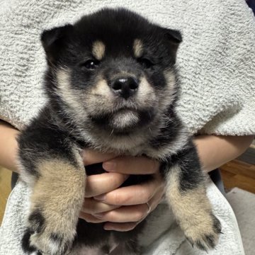 柴犬(標準サイズ)【岩手県・男の子・2025年1月20日・黒】の写真「黒の可愛い柴犬です」