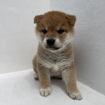 柴犬(標準サイズ)【岩手県・男の子・2025年4月14日・茶色】の写真「かわいいたぬき顔の男の子です」
