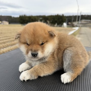 柴犬(標準サイズ)【岩手県・男の子・2025年11月7日・赤】の写真「丸顔のおっとりさんです。」