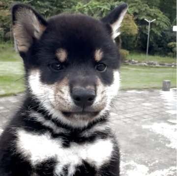柴犬(標準サイズ)【岩手県・男の子・2025年7月21日・黒】の写真「健康優良児の男の子です。」
