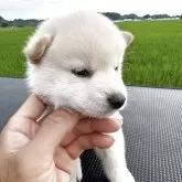 柴犬(標準サイズ)
