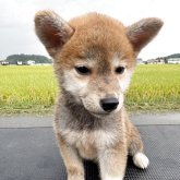 柴犬(標準サイズ)