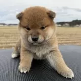 柴犬(標準サイズ)