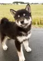 柴犬(標準サイズ)【岩手県・女の子・2025年6月30日・黒】の写真3