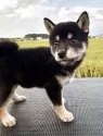 柴犬(標準サイズ)【岩手県・女の子・2025年6月30日・黒】の写真4
