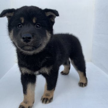 柴犬(標準サイズ)【岩手県・男の子・2023年7月16日・黒】の写真「元気な黒柴の男の子です！とても人懐っこいです。」