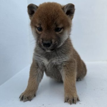 柴犬(標準サイズ)【岩手県・女の子・2023年9月6日・赤】の写真「小ぶりで可愛い女の子です。」