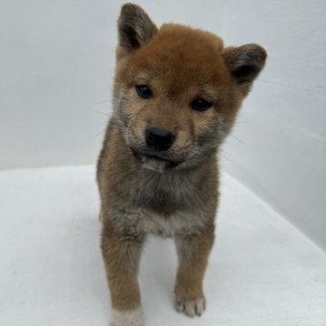 柴犬(標準サイズ)【岩手県・男の子・2023年9月6日・赤】の写真「小ぶりで可愛い男の子です。」