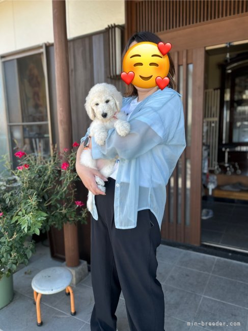 松原香里ブリーダーのブログ：④頭目🩷ローズちゃん🩷巣立ちの日