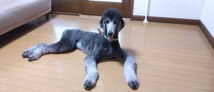 松原香里ブリーダーのブログ：巣立ったパピー👼🏻新菜ちゃん👼🏻からのお便り