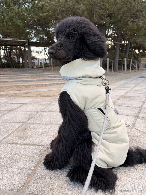 松原香里ブリーダーのブログ：🎄巣立ったパピーたちからの手紙🎄