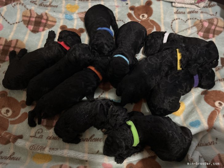 松原香里ブリーダーのブログ：💓生後10日目👀掲載間近のパピーたち💓