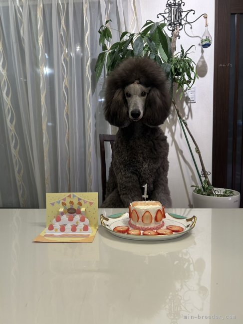 松原香里ブリーダーのブログ：1歳🎉お誕生日の様子‼️