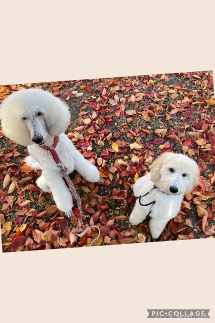 松原香里ブリーダーのブログ：💌巣立ったパピーたちからの手紙💌