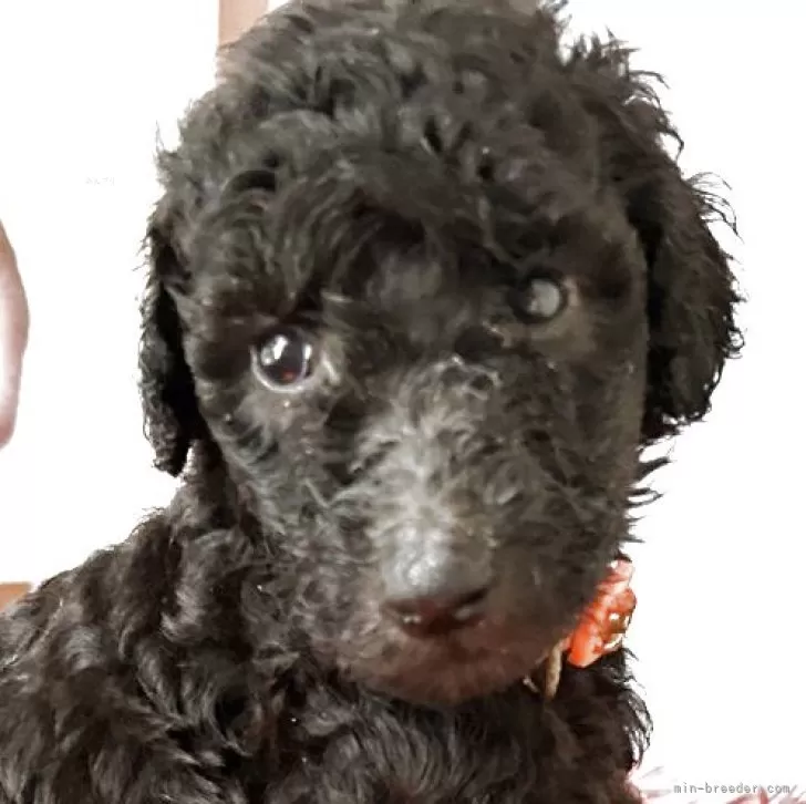 ID：2506-01775の子犬