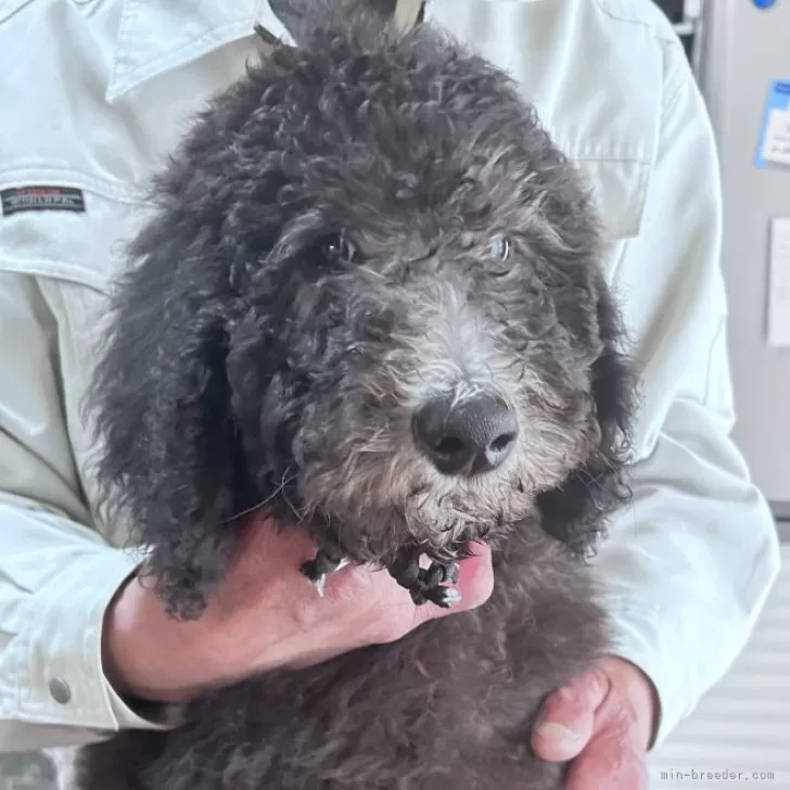 ID:2412-02168の子犬