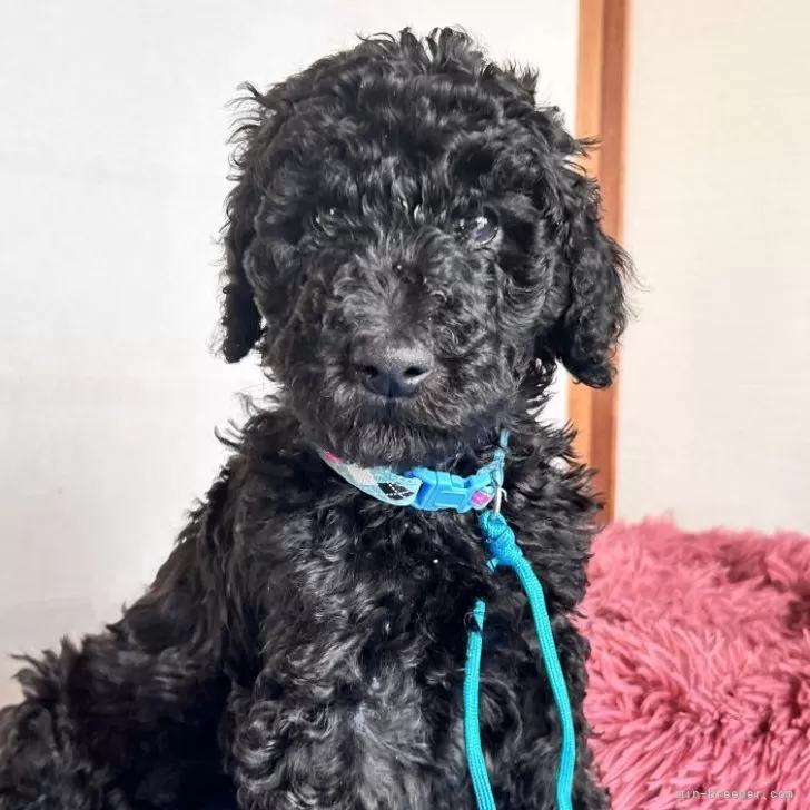 ID：2502-04250の子犬