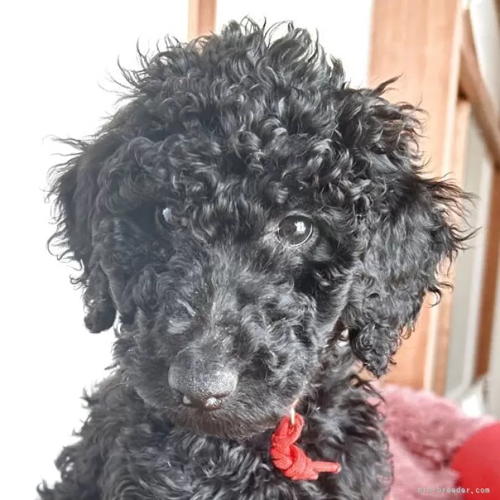 ID：2502-04495の子犬
