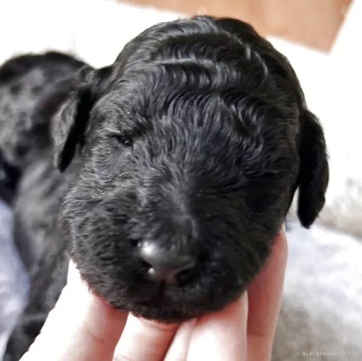 スタンダードプードル【香川県・男の子・2025年11月8日・シルバー系】の写真1「シルバーからグレー予想の男の子です!」