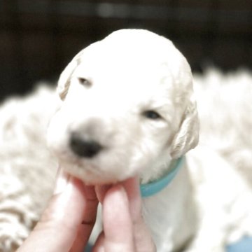スタンダードプードル【香川県・女の子・2025年8月6日・ホワイト】の写真「🩵早期無料特典あり🩵第11子🩵見学予約受付中」