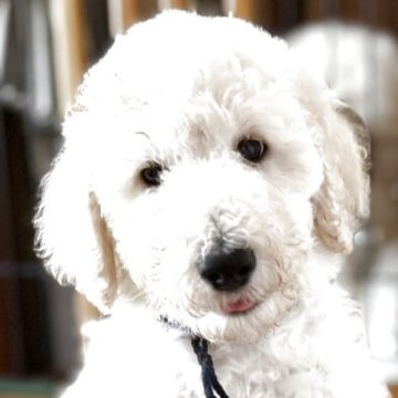 スタンダードプードル【香川県・男の子・2025年8月6日・ホワイト】の写真「即日引渡可能💙おっとり男の子💙」