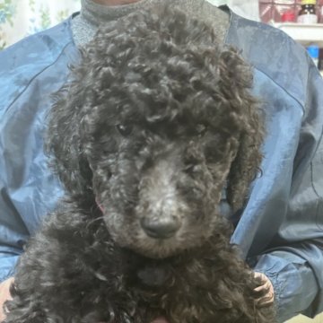 スタンダードプードル【香川県・女の子・2024年12月4日・シルバー】の写真「🩷1番おとなしく可愛い子、
即日引渡できます🩷」