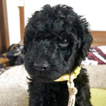 スタンダードプードル【香川県・男の子・2025年11月8日・グレー(ブルー)】の写真「💛早期特典あり💛見学大歓迎💛」