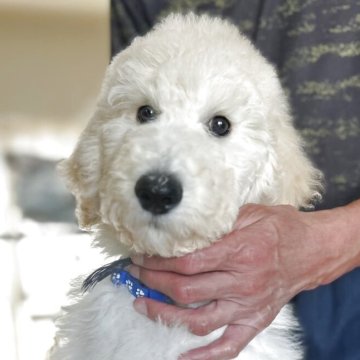 スタンダードプードル【香川県・男の子・2025年8月6日・ホワイト】の写真「最終値下💙即日引渡💙おっとりくん💙」