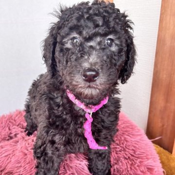 スタンダードプードル【香川県・女の子・2025年2月1日・シルバー】の写真「🧸画像更新🧸
3月末まで諸経費無料‼️」