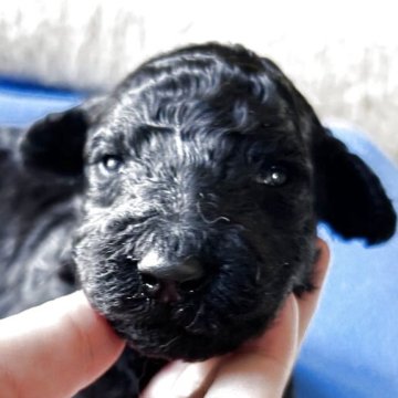 スタンダードプードル【香川県・男の子・2025年11月8日・シルバー系】の写真「💙開眼しました💙オーナー様募集中！」