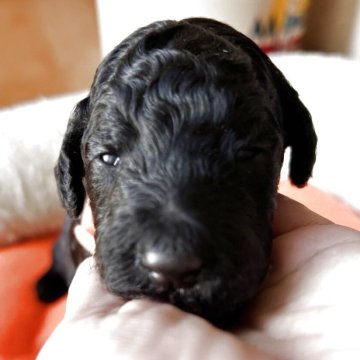 スタンダードプードル【香川県・女の子・2025年11月8日・シルバー系】の写真「🧡開眼しました🧡オーナー様募集中！」