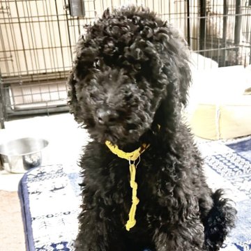 スタンダードプードル【香川県・男の子・2025年2月1日・ブルー】の写真「本日動画写真更新💛お値下げ💛
レアカラー男の子」