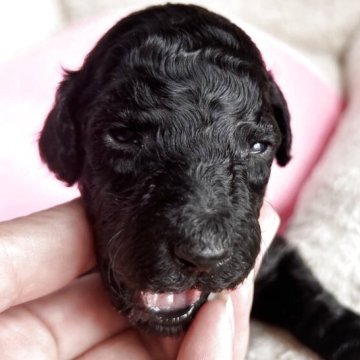 スタンダードプードル【香川県・女の子・2025年11月8日・シルバー系】の写真「🩷開眼しました🩷オーナー様募集中！」