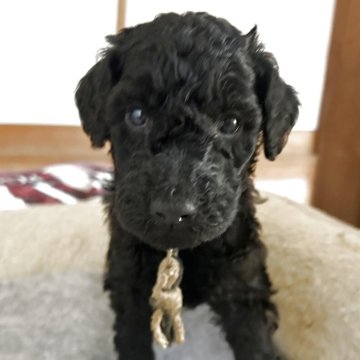 スタンダードプードル【香川県・男の子・2025年11月8日・グレー(ブルー)】の写真「🖤総額表示🖤見学大歓迎🖤」