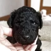 スタンダードプードル