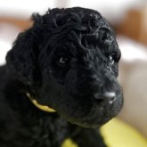 スタンダードプードル