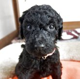 スタンダードプードル