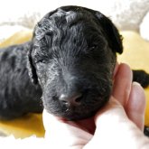 スタンダードプードル