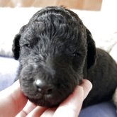 スタンダードプードル