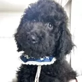 スタンダードプードル