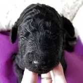 スタンダードプードル