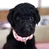 スタンダードプードル