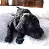 スタンダードプードル【香川県・男の子・2025年11月8日・シルバー系】の写真6