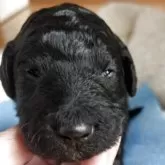 スタンダードプードル【香川県・男の子・2025年11月8日・シルバー】の写真5