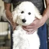 スタンダードプードル【香川県・女の子・2025年8月6日・ホワイト】の写真6