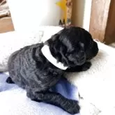 スタンダードプードル【香川県・男の子・2025年11月8日・シルバー】の写真8