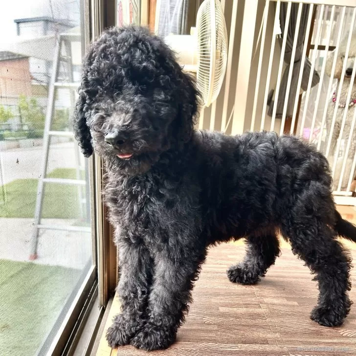 ID：2408-02602の子犬