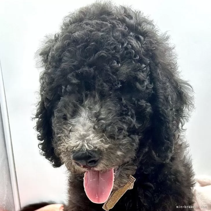 ID：2408-02839の子犬