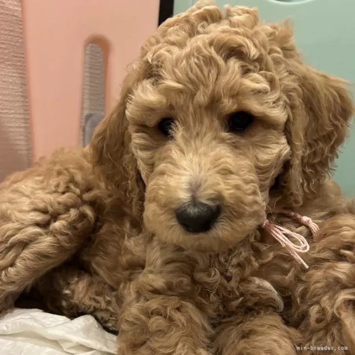 ID:2503-01140の子犬